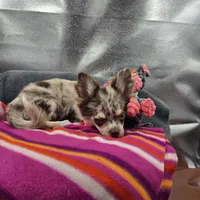 River male full AKC , a male Chihuahua for sale in Cullowhee, NC – 9 of 10