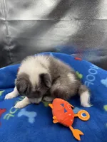 Full AKC Zina M 1, a male Shetland Sheepdog for sale in Cullowhee, NC – 9 of 10