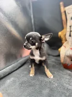 Darla Blue tri full AKC , a female Chihuahua for sale in Cullowhee, NC – 2 of 8