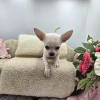 Full AKC Joey hidden merle male, a male Chihuahua for sale in Cullowhee, NC – 2 of 10