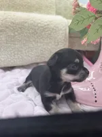 Caroline f2 AKC , a female Chihuahua for sale in Cullowhee, NC – 10 of 10