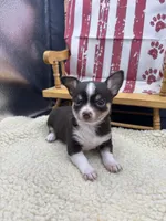 Freyas chocolate male full AKC , a male Chihuahua for sale in Cullowhee, NC – 6 of 10