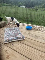 No papers Mini's Male # 4, a male Toy Fox Terrier for sale in Cullowhee, NC – 5 of 8