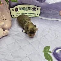 Full Akc Dixie Sable Merle, a male Chihuahua for sale in Cullowhee, NC – 3 of 10