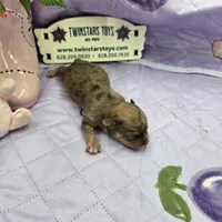 Full Akc Dixie Sable Merle, a male Chihuahua for sale in Cullowhee, NC – 9 of 10
