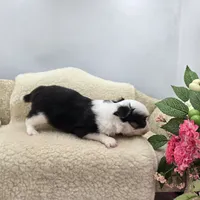 Kitkat Full Akc Champion sire male, a male Chihuahua for sale in Cullowhee, NC – 3 of 10