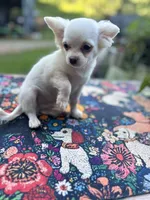 Full AKC Snowy Hidden Merle male, a male Chihuahua for sale in Cullowhee, NC – 4 of 10