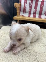 Male creme blue eyes full AKC , a male Chihuahua for sale in Cullowhee, NC – 2 of 10