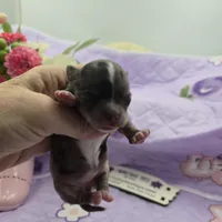 Juliette's Blue Merle female full AKC, a female Chihuahua for sale in Cullowhee, NC – 2 of 10