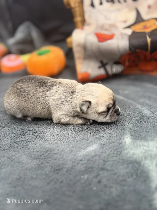 Panda Female 2 full AKC – Chihuahua puppy for sale in Cullowhee, NC