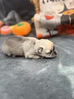 Panda Female long coat 2 full AKC, a female Chihuahua for sale in Cullowhee, NC – 1 of 10