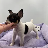 Topanga male 3, a male Toy Fox Terrier for sale in Cullowhee, NC – Photo 3 of 10