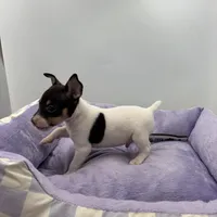 Topanga male 3, a male Toy Fox Terrier for sale in Cullowhee, NC – Photo 2 of 10