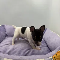 Topanga male 3, a male Toy Fox Terrier for sale in Cullowhee, NC – Photo 7 of 10