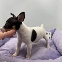 Topanga male 3, a male Toy Fox Terrier for sale in Cullowhee, NC – Photo 1 of 10