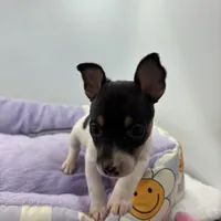 Topanga male 3, a male Toy Fox Terrier for sale in Cullowhee, NC – Photo 10 of 10