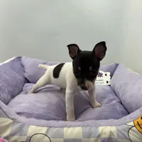 Topanga male 3, a male Toy Fox Terrier for sale in Cullowhee, NC – Photo 4 of 10