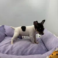 Topanga male 3, a male Toy Fox Terrier for sale in Cullowhee, NC – Photo 6 of 10