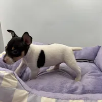 Topanga male 3, a male Toy Fox Terrier for sale in Cullowhee, NC – Photo 5 of 10