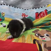 Farrah full Akc female Bi-blk, a female Shetland Sheepdog for sale in Cullowhee, NC – 3 of 10