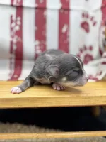 Blue and tan female full AKC , a female Chihuahua for sale in Cullowhee, NC – 4 of 10