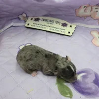Juliette's Blue Merle female full AKC, a female Chihuahua for sale in Cullowhee, NC – 9 of 10