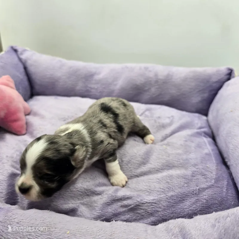 Full AKC Juliette Male # 1 – Chihuahua puppy for sale in Cullowhee, NC