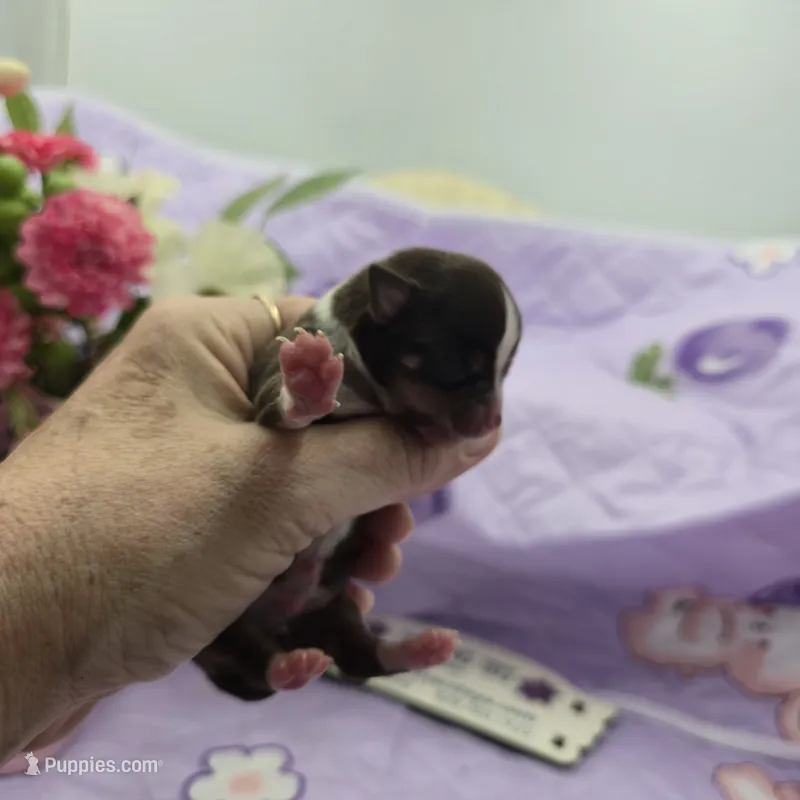 Sonia's chocolate male full Akc – Chihuahua puppy for sale in Cullowhee, NC