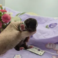 Sonia's chocolate male full Akc, a male Chihuahua for sale in Cullowhee, NC – 1 of 10