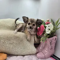 Full AKC Summer female, a female Chihuahua for sale in Cullowhee, NC – 2 of 10