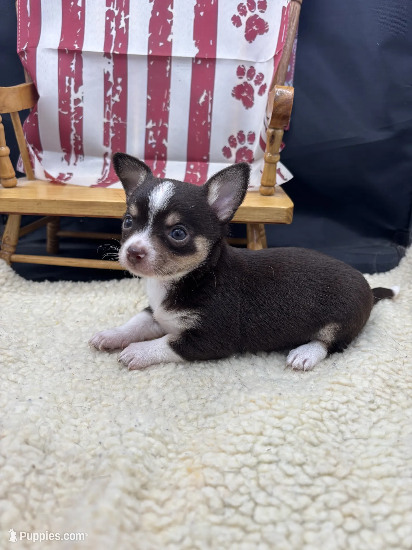 Freyas chocolate male full AKC – Chihuahua Puppy for Sale