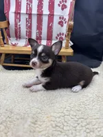 Freyas chocolate male full AKC , a male Chihuahua for sale in Cullowhee, NC – 1 of 10
