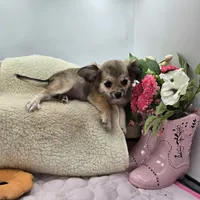 Full AKC Summer female, a female Chihuahua for sale in Cullowhee, NC – 4 of 10