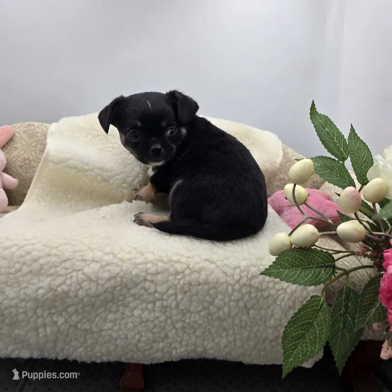 Full AKC Winnie f2 – Chihuahua puppy for sale in Cullowhee, NC