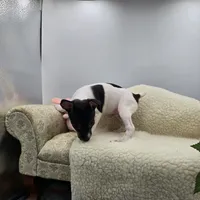Full AKC Mini's Male #2, a male Toy Fox Terrier for sale in Cullowhee, NC – 3 of 9