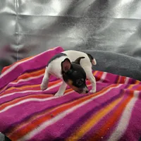 Tesla # 1 Full Akc, a female Toy Fox Terrier for sale in Cullowhee, NC – 3 of 10