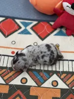 Charlotte male full AKC , a male Chihuahua for sale in Cullowhee, NC – Photo 8 of 10