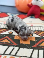 Charlotte male full AKC , a male Chihuahua for sale in Cullowhee, NC – Photo 6 of 10