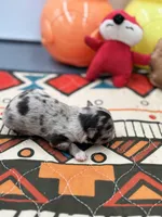 Charlotte male full AKC , a male Chihuahua for sale in Cullowhee, NC – Photo 10 of 10