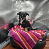 Full AKC Wendy , a female Chihuahua for sale in Cullowhee, NC – 10 of 10