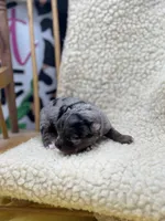 JDs Blue Merle LC Full AKC , a female Chihuahua for sale in Cullowhee, NC – 5 of 10
