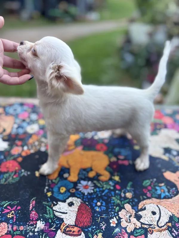 Full AKC Snowy Hidden Merle male – Chihuahua puppy for sale in Cullowhee, NC