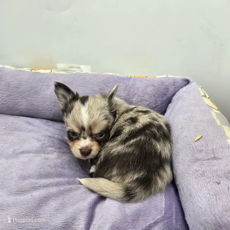 Charlotte male full AKC  – Chihuahua puppy for sale in Cullowhee, NC