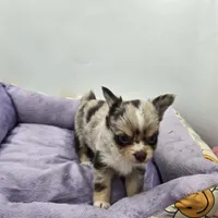 Charlotte male full AKC , a male Chihuahua for sale in Cullowhee, NC – Photo 7 of 10