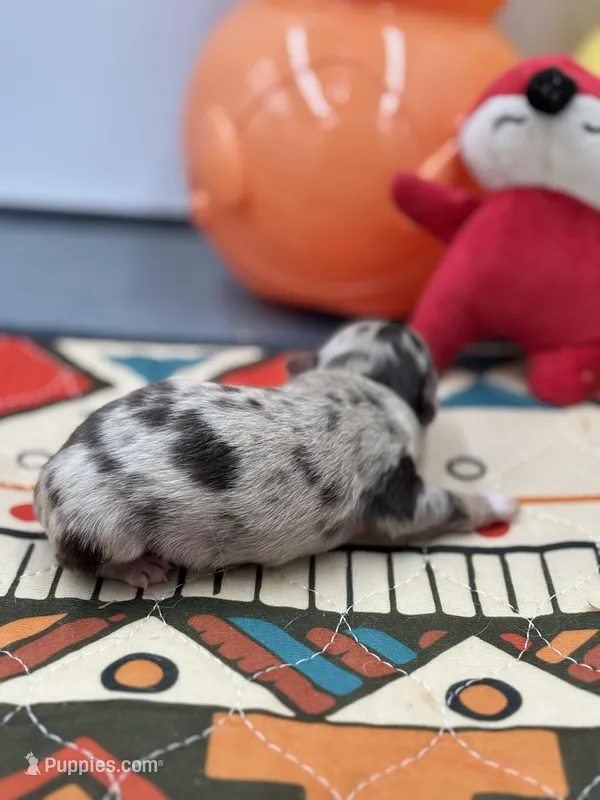 Charlotte male full AKC  – Chihuahua puppy for sale in Cullowhee, NC