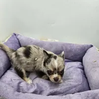 Charlotte male full AKC , a male Chihuahua for sale in Cullowhee, NC – Photo 5 of 10