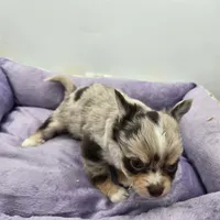 Charlotte male full AKC , a male Chihuahua for sale in Cullowhee, NC – Photo 8 of 10