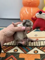 Charlotte male full AKC , a male Chihuahua for sale in Cullowhee, NC – Photo 4 of 10