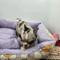 Charlotte male full AKC , a male Chihuahua for sale in Cullowhee, NC – Photo 9 of 10