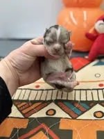 Charlotte male full AKC , a male Chihuahua for sale in Cullowhee, NC – Photo 9 of 10